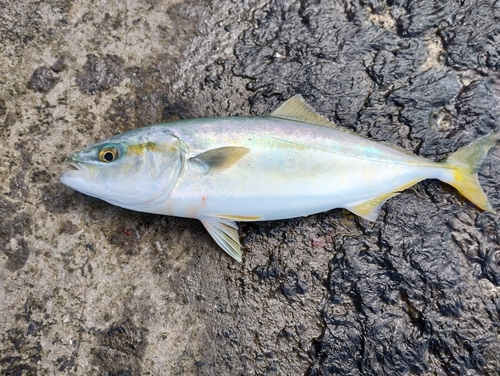 ワカシの釣果