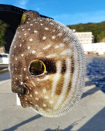 フグの釣果