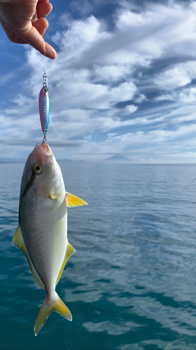 ショゴの釣果