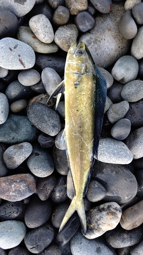 シイラの釣果