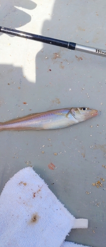 キスの釣果