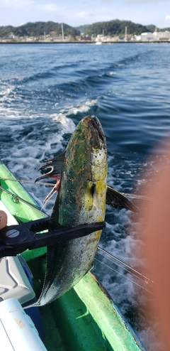 シイラの釣果