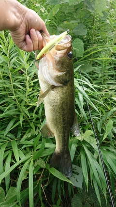 ブラックバスの釣果