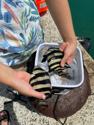 イシダイの釣果