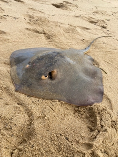 アカエイの釣果