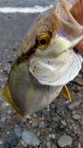 ショゴの釣果