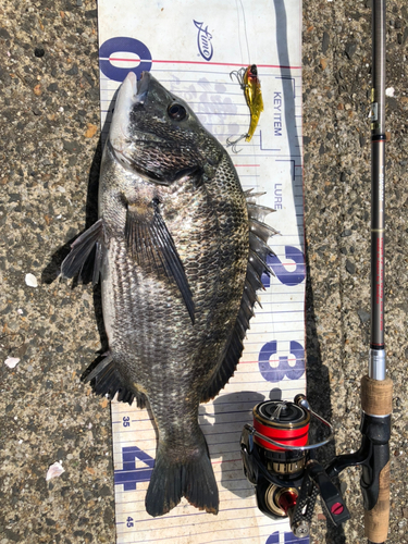 クロダイの釣果