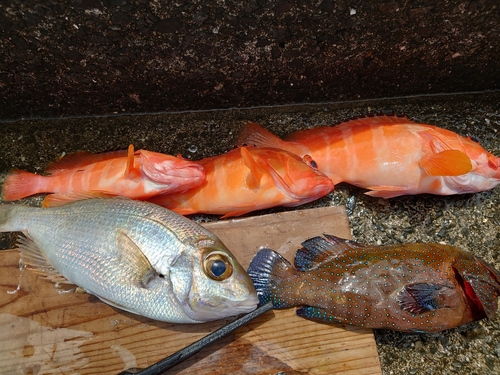 アカハタの釣果