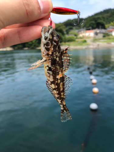 アナハゼの釣果