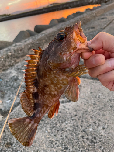 カサゴの釣果