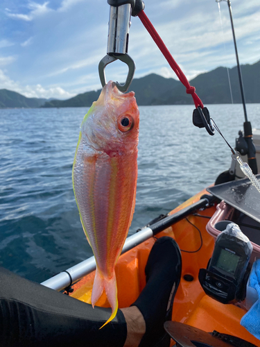 イトヨリダイの釣果