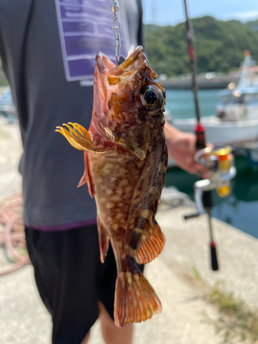 カサゴの釣果