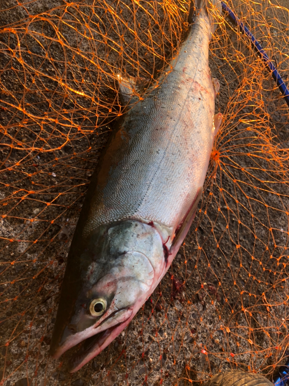 syoro_fish(salmon さんの 2022年08月11日のカラフトマスの釣り・釣果情報(北海道 - 北海道紋別郡興部町近辺) -  アングラーズ | 釣果600万件の魚釣り情報サイト