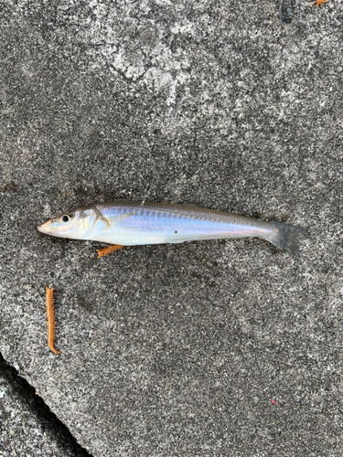 キスの釣果