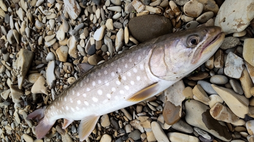 アメマスの釣果