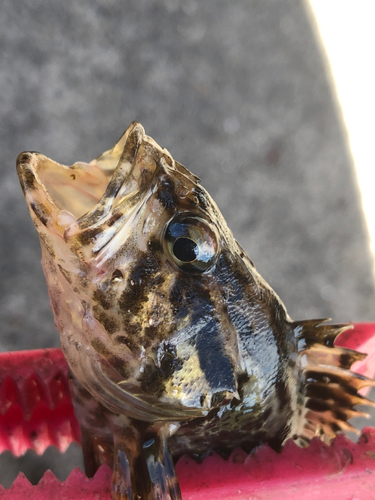 タケノコメバルの釣果