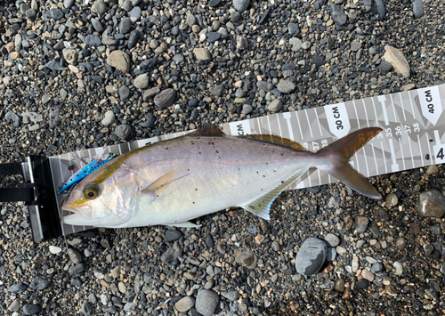 ショゴの釣果