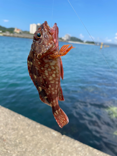 カサゴの釣果