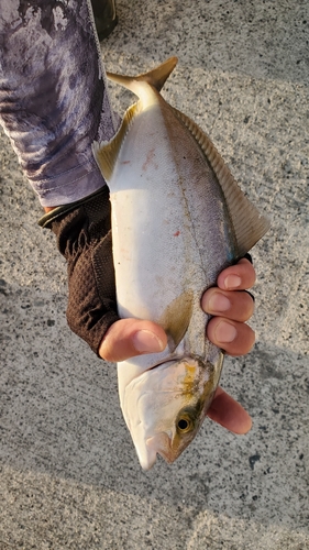 ショゴの釣果