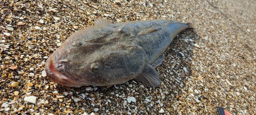 マゴチの釣果