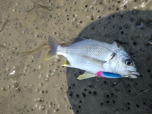 キビレの釣果