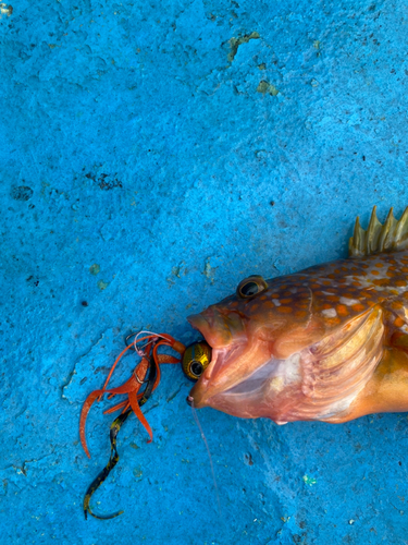 アコウの釣果