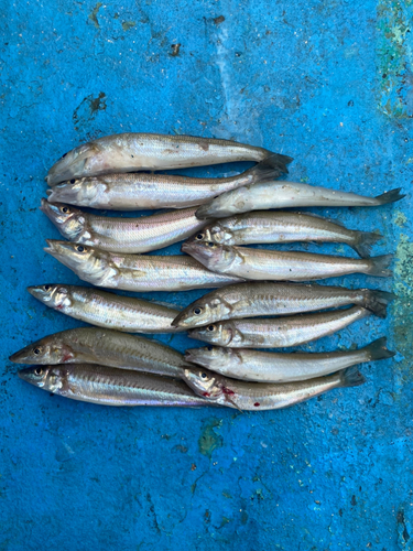 キスの釣果