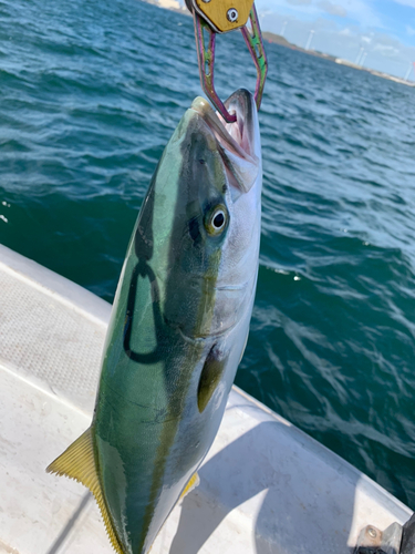 イナダの釣果