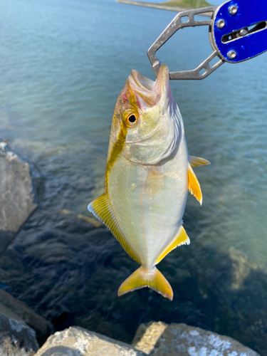 ショゴの釣果