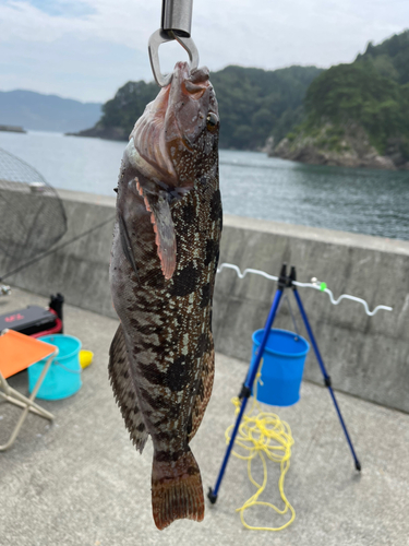 アイナメの釣果