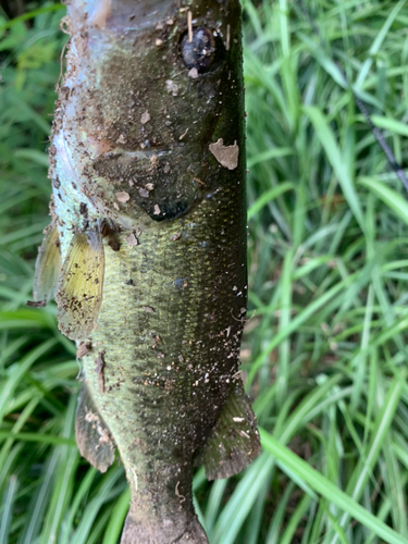 ラージマウスバスの釣果