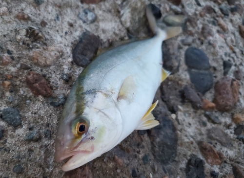 シオの釣果