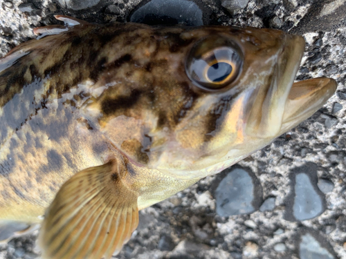 クロソイの釣果