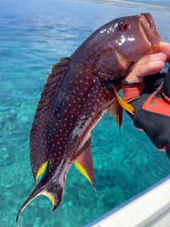 バラハタの釣果