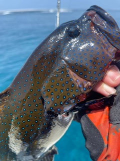 アオノメハタの釣果