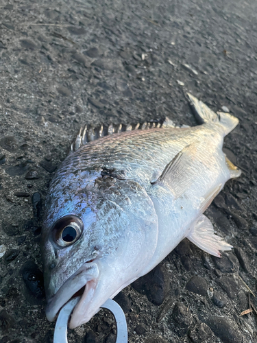 キビレの釣果