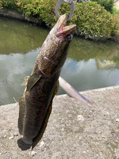 ライギョの釣果