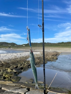 マイワシの釣果