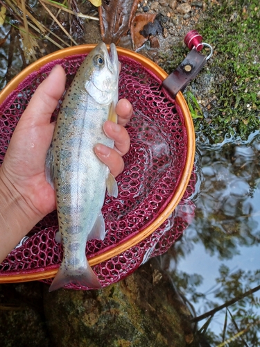 ヤマメの釣果