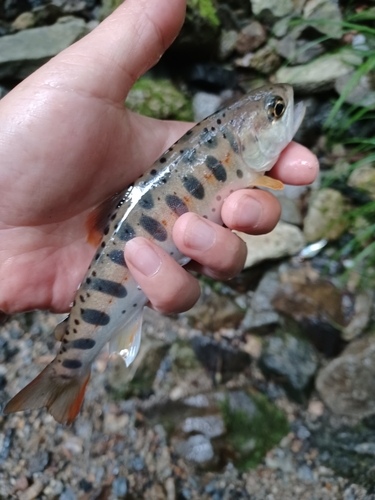 ヤマメの釣果