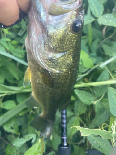 ブラックバスの釣果