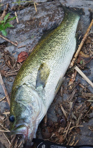 ブラックバスの釣果