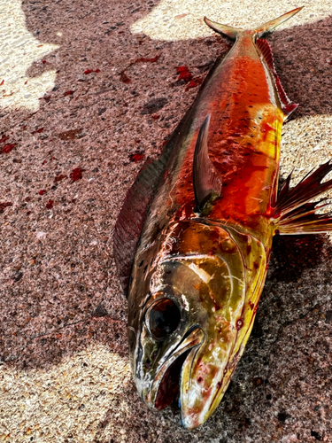 シイラの釣果