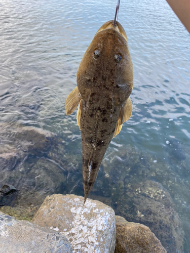 マゴチの釣果