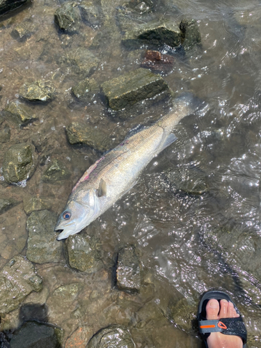 シーバスの釣果