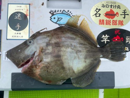 カワハギの釣果