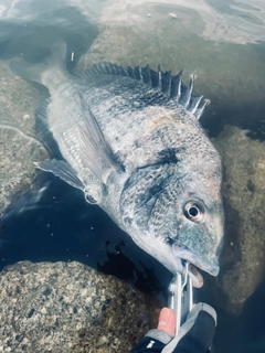 チヌの釣果