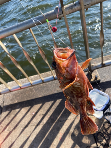 カサゴの釣果