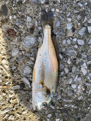 イシモチの釣果