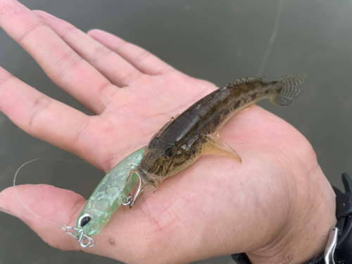 マハゼの釣果